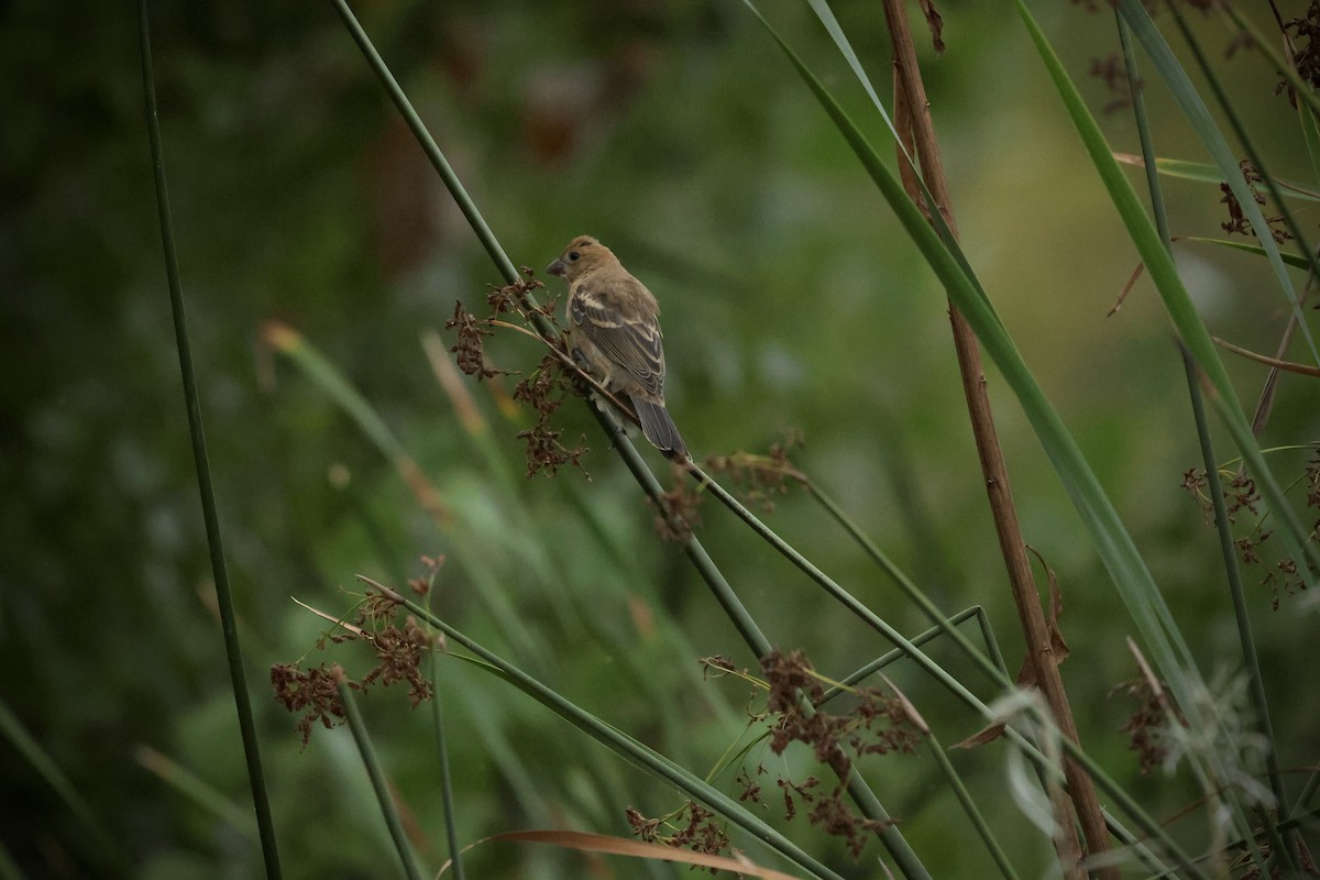 Blue Grosbeak - ML641884920