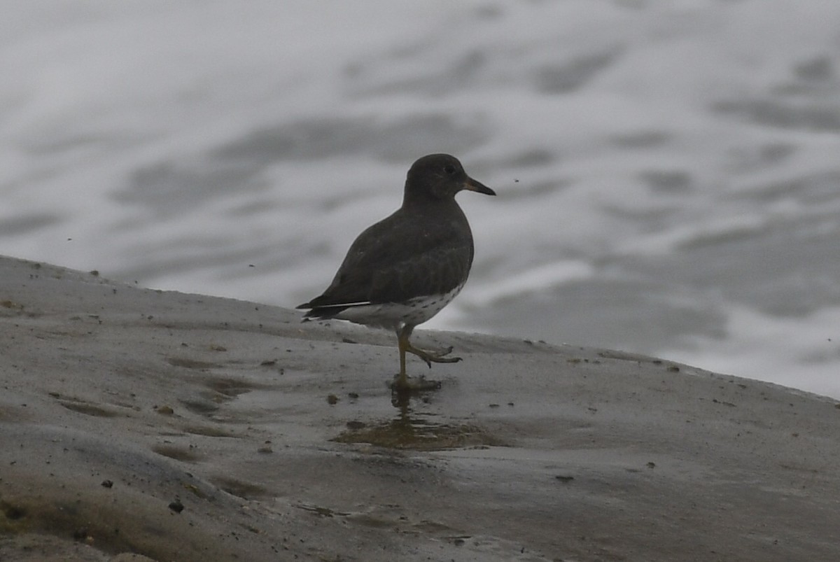 Surfbird - ML641884924