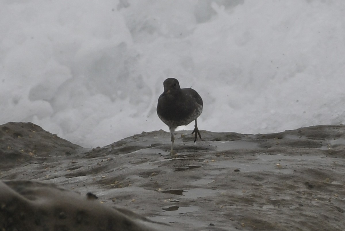 Surfbird - ML641884925