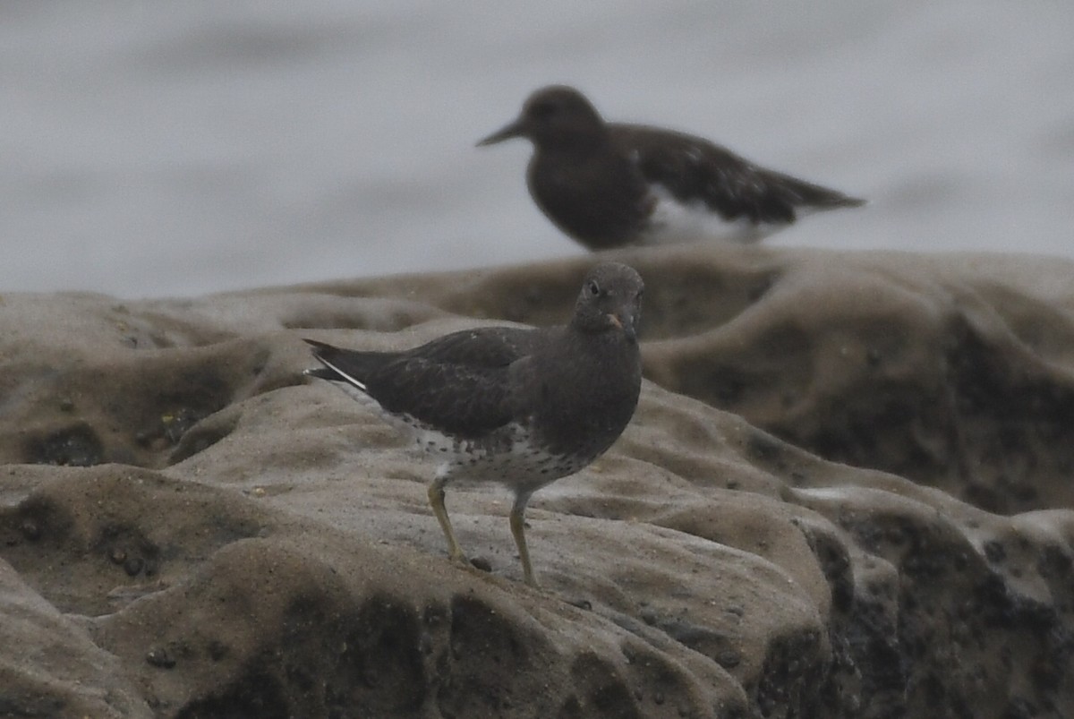 Surfbird - ML641884927