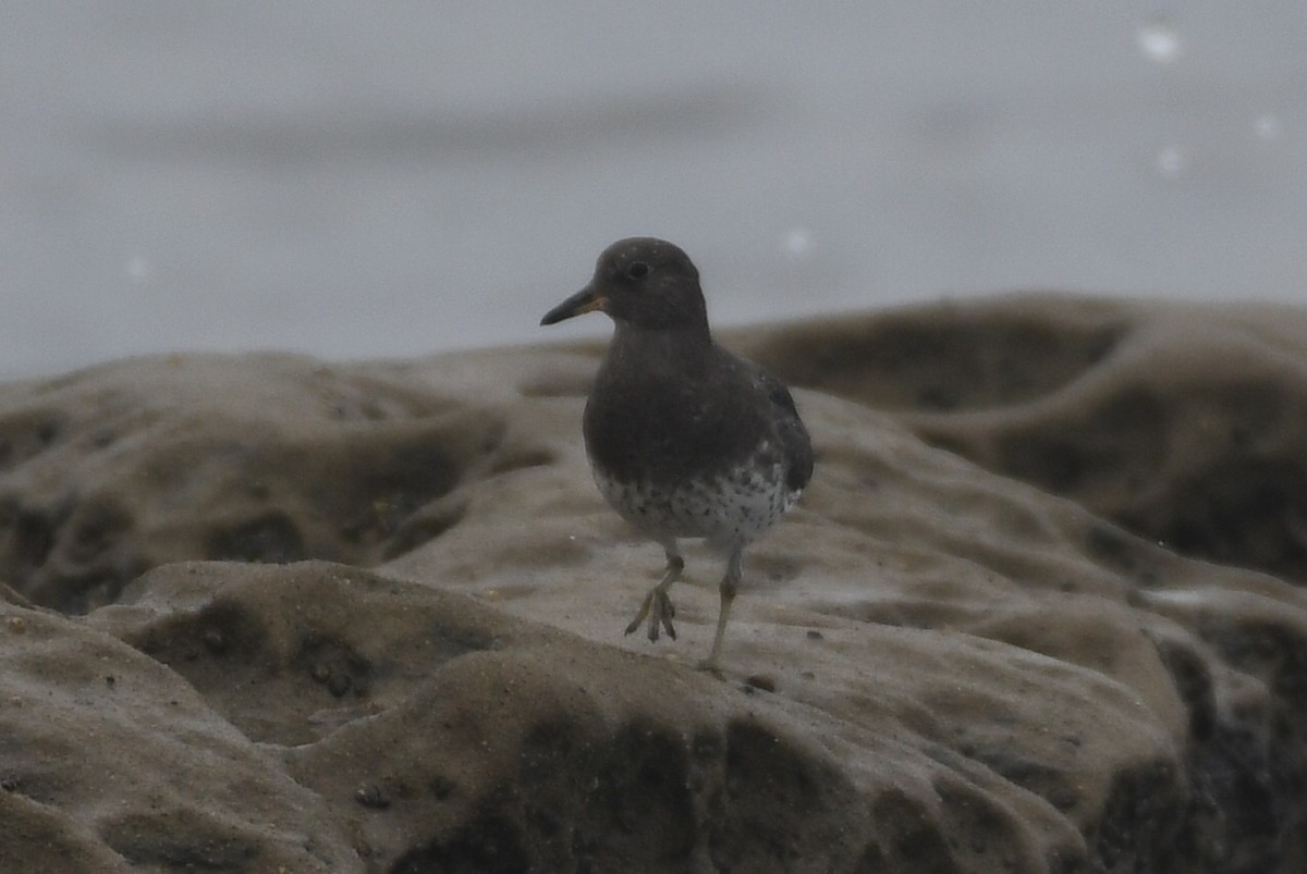 Surfbird - ML641884928