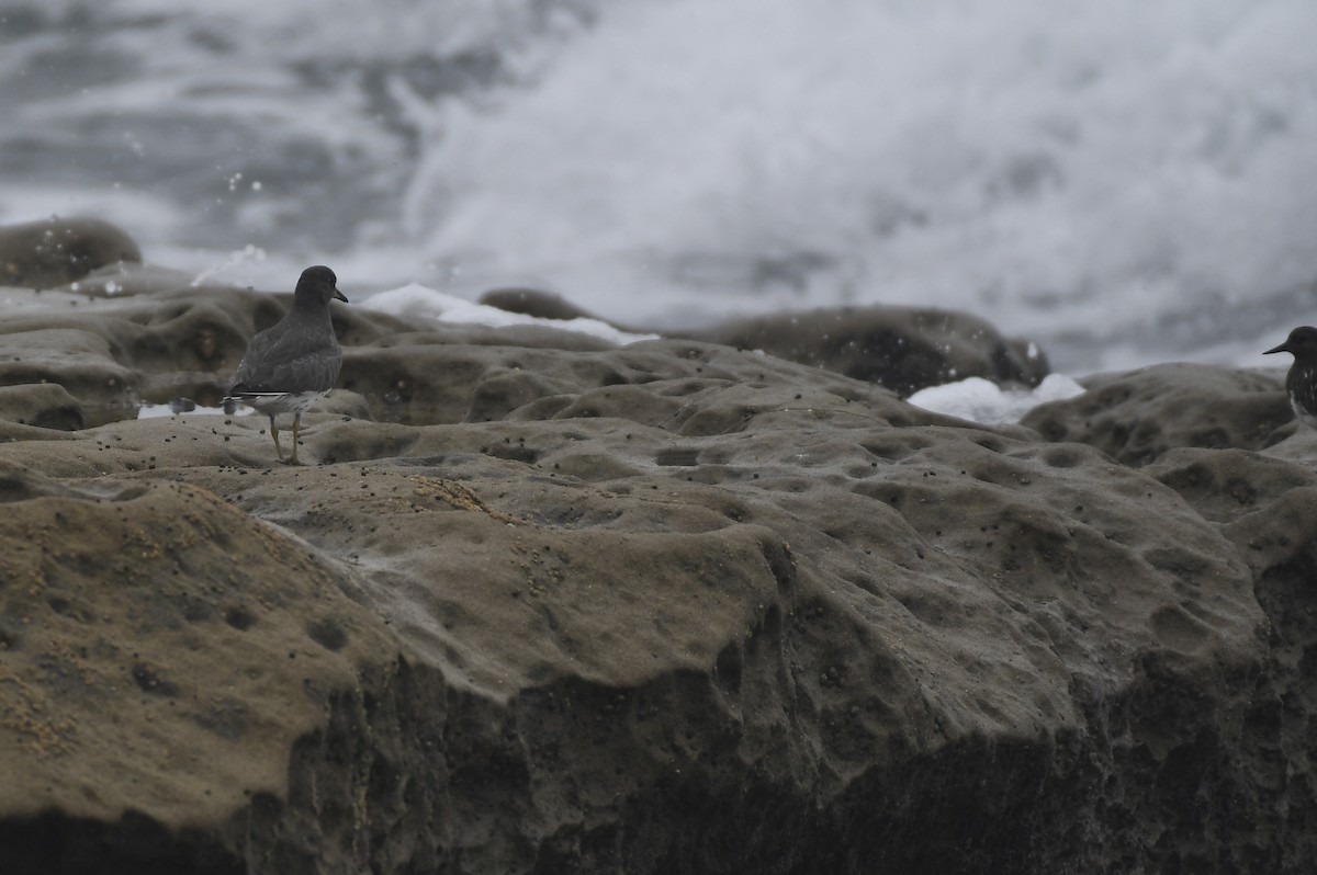 Surfbird - ML641884929