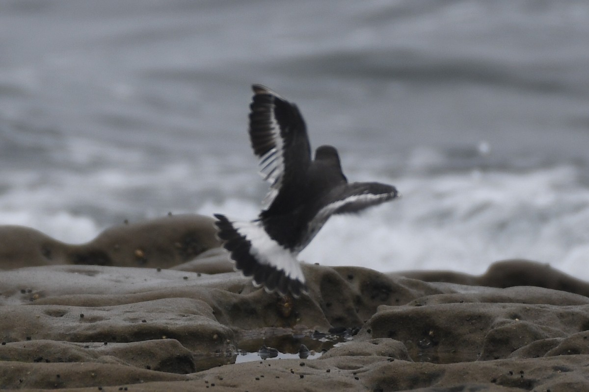 Surfbird - ML641884930
