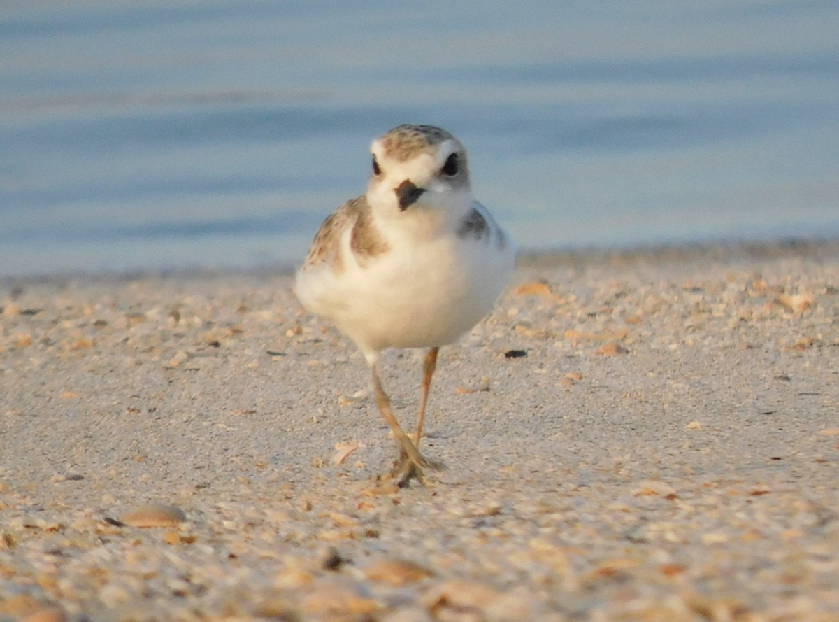 Snowy Plover - ML641884973