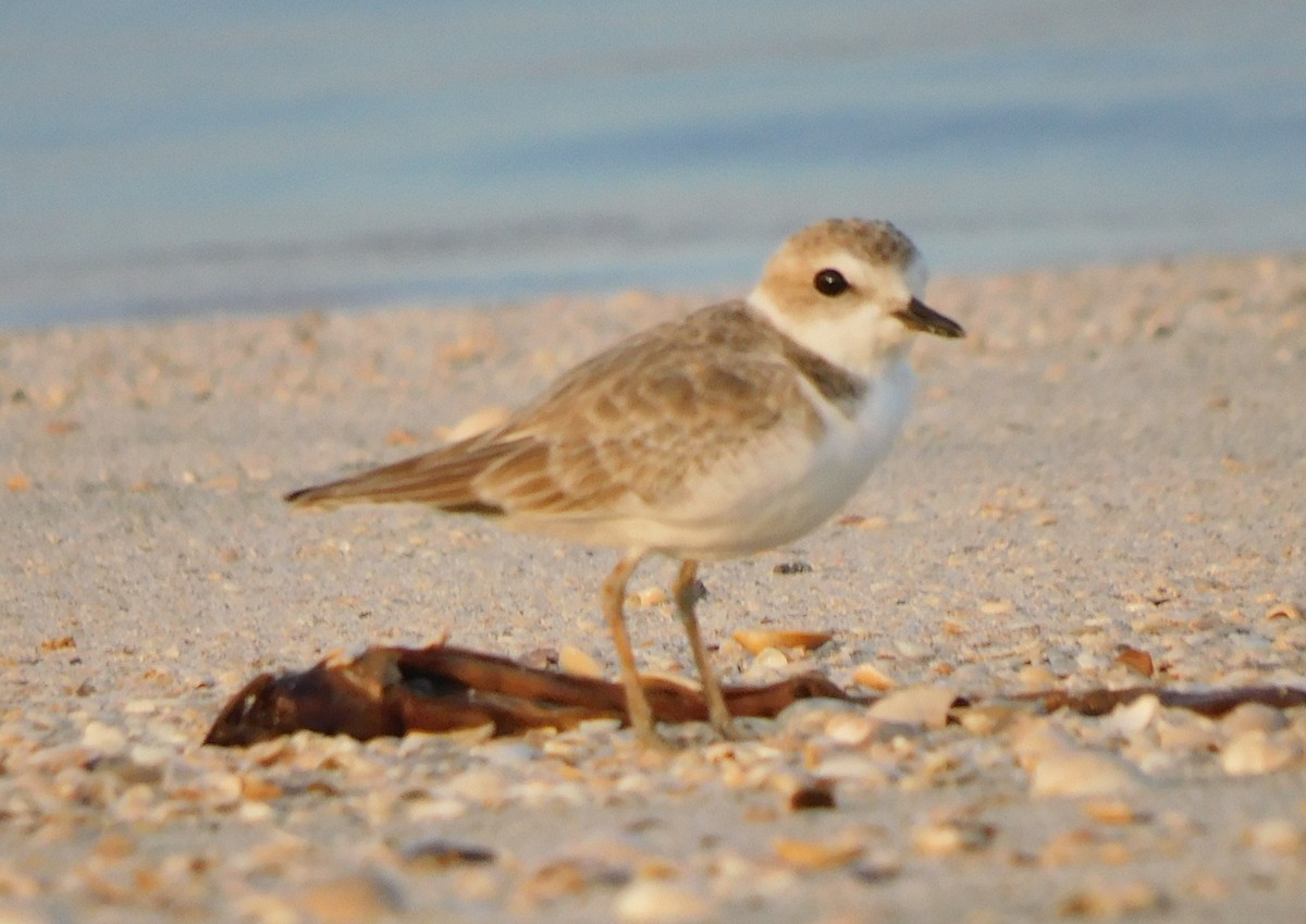 Snowy Plover - ML641884974