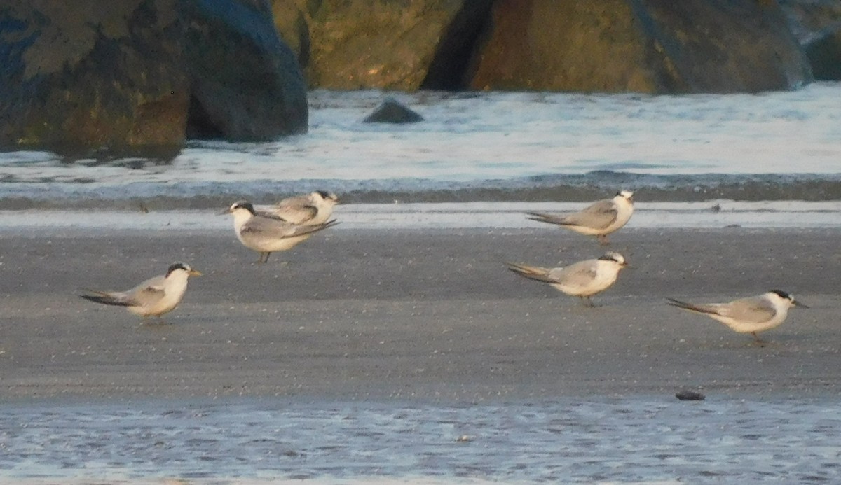 Least Tern - ML641884975