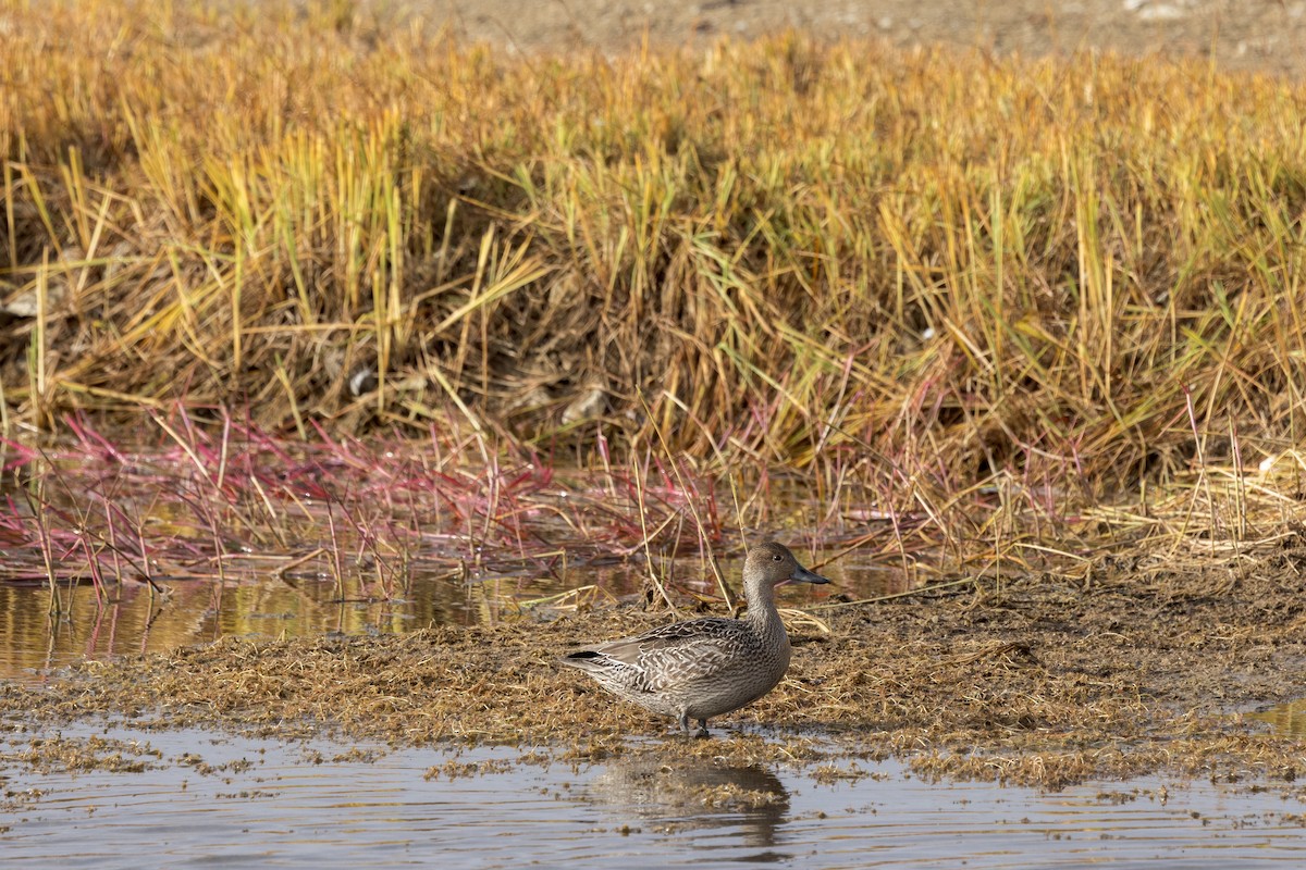 Northern Pintail - ML641884989