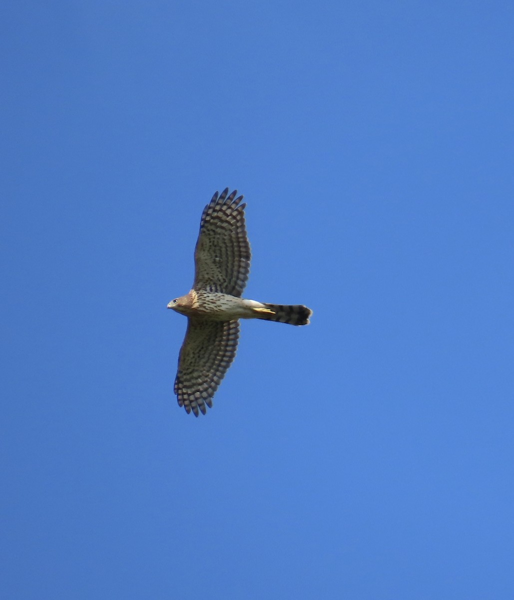 Cooper's Hawk - ML641885028