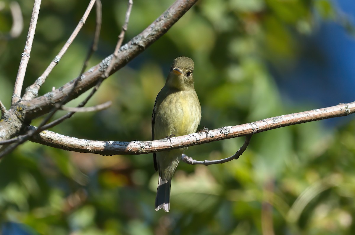 Moucherolle à ventre jaune - ML641885032