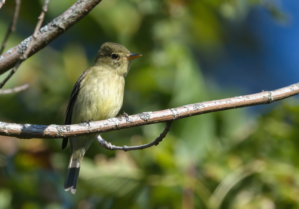 Moucherolle à ventre jaune - ML641885044