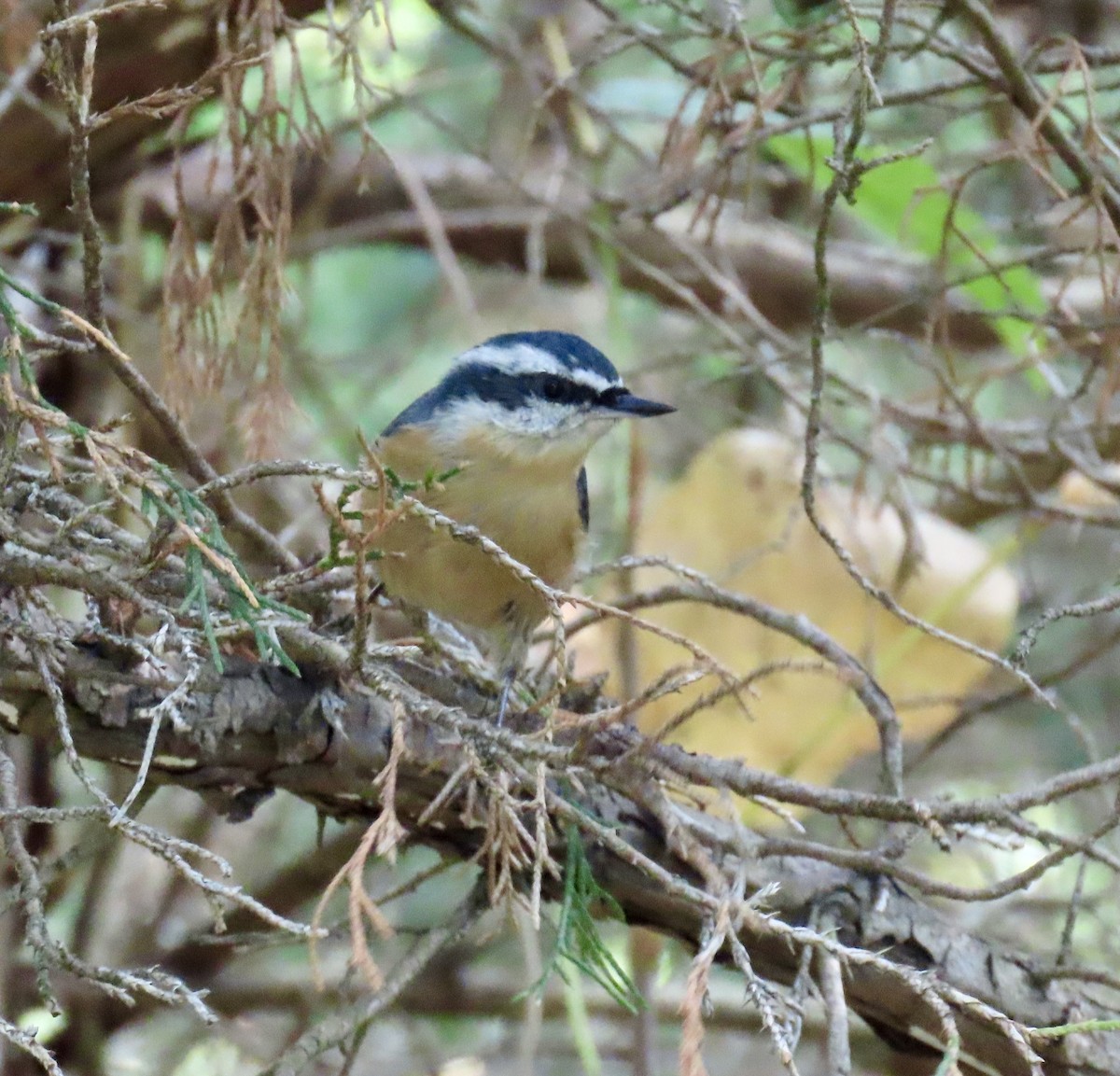 Red-breasted Nuthatch - ML641885045