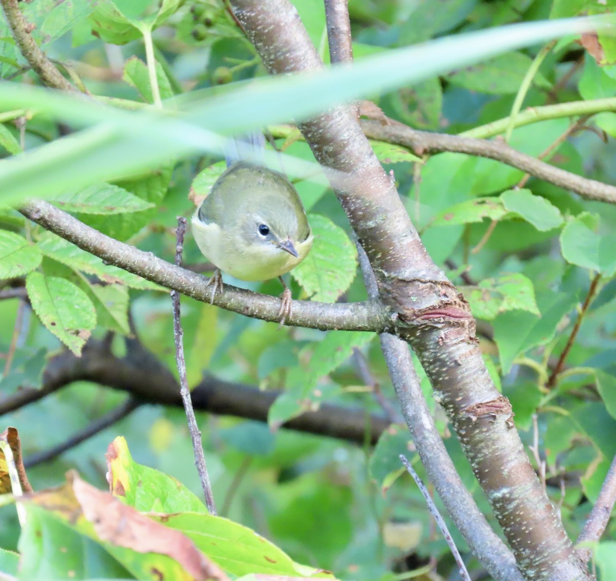 Black-throated Blue Warbler - ML641885063