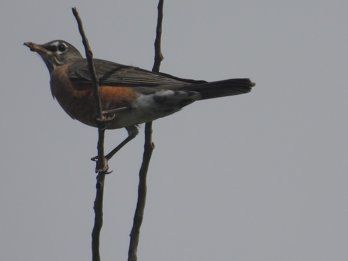 American Robin - ML641885073