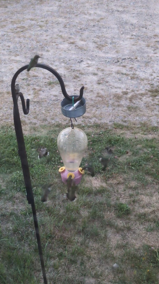 Ruby-throated Hummingbird - ML641885083