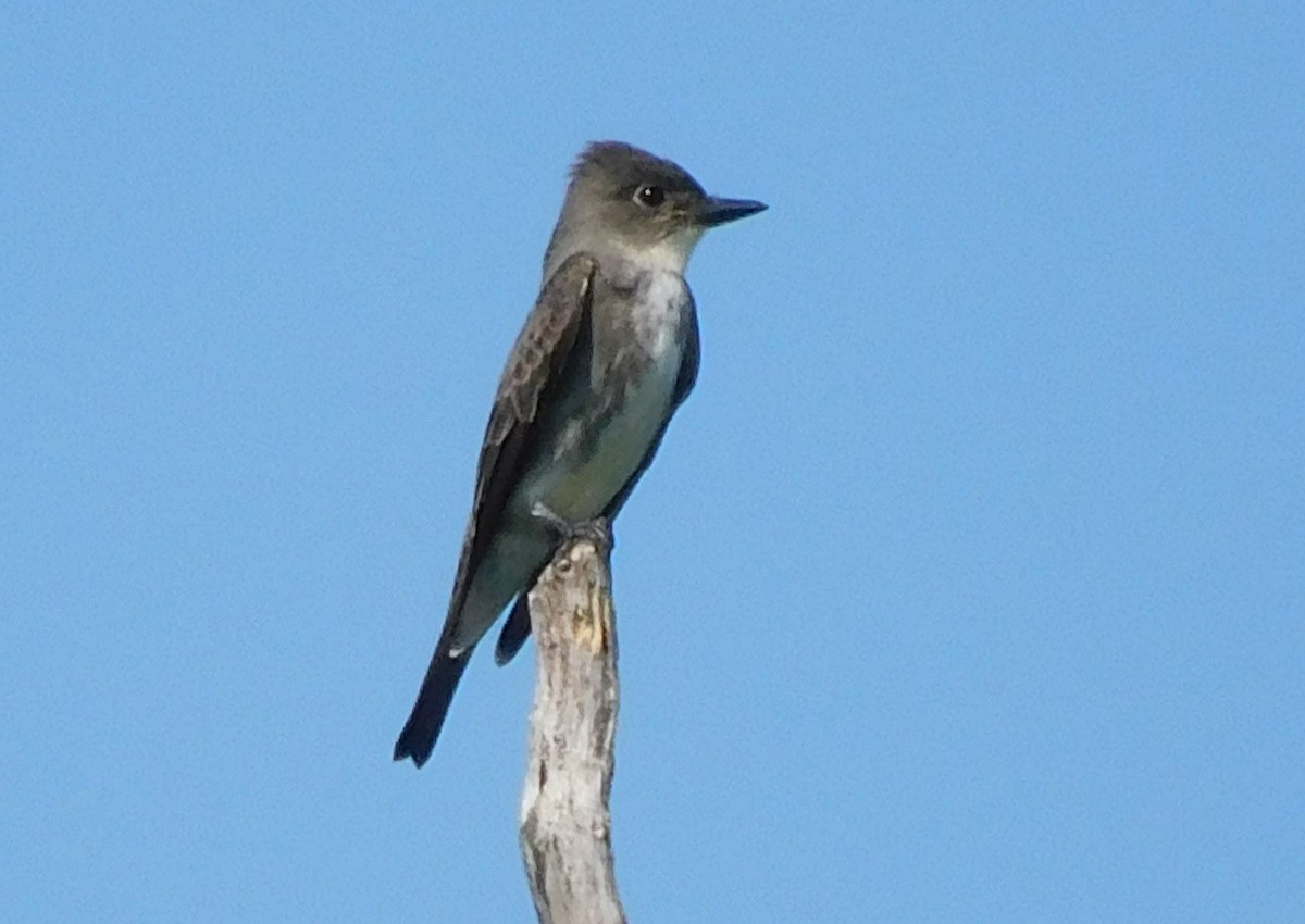 Olive-sided Flycatcher - ML641885097