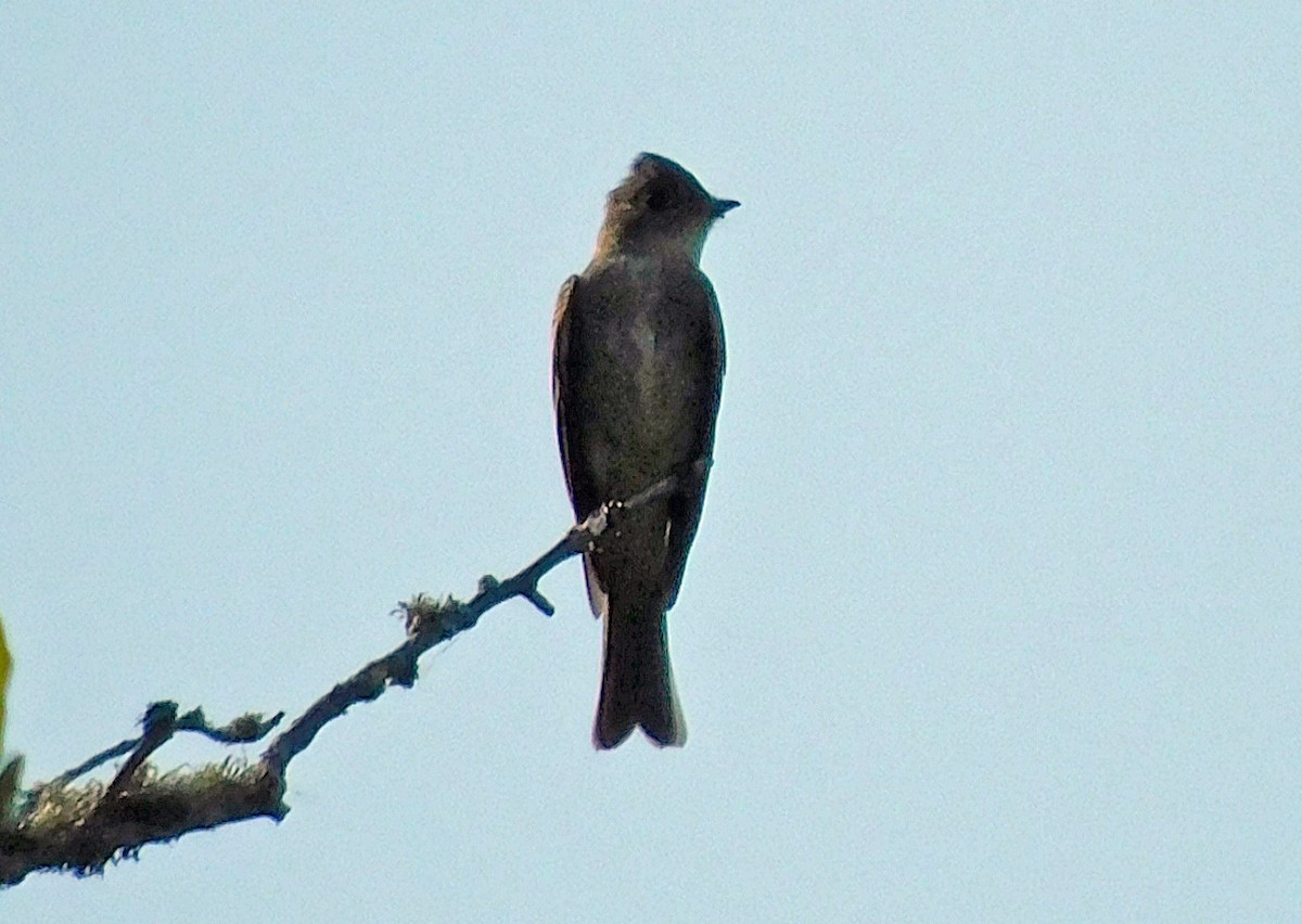 Olive-sided Flycatcher - ML641885099