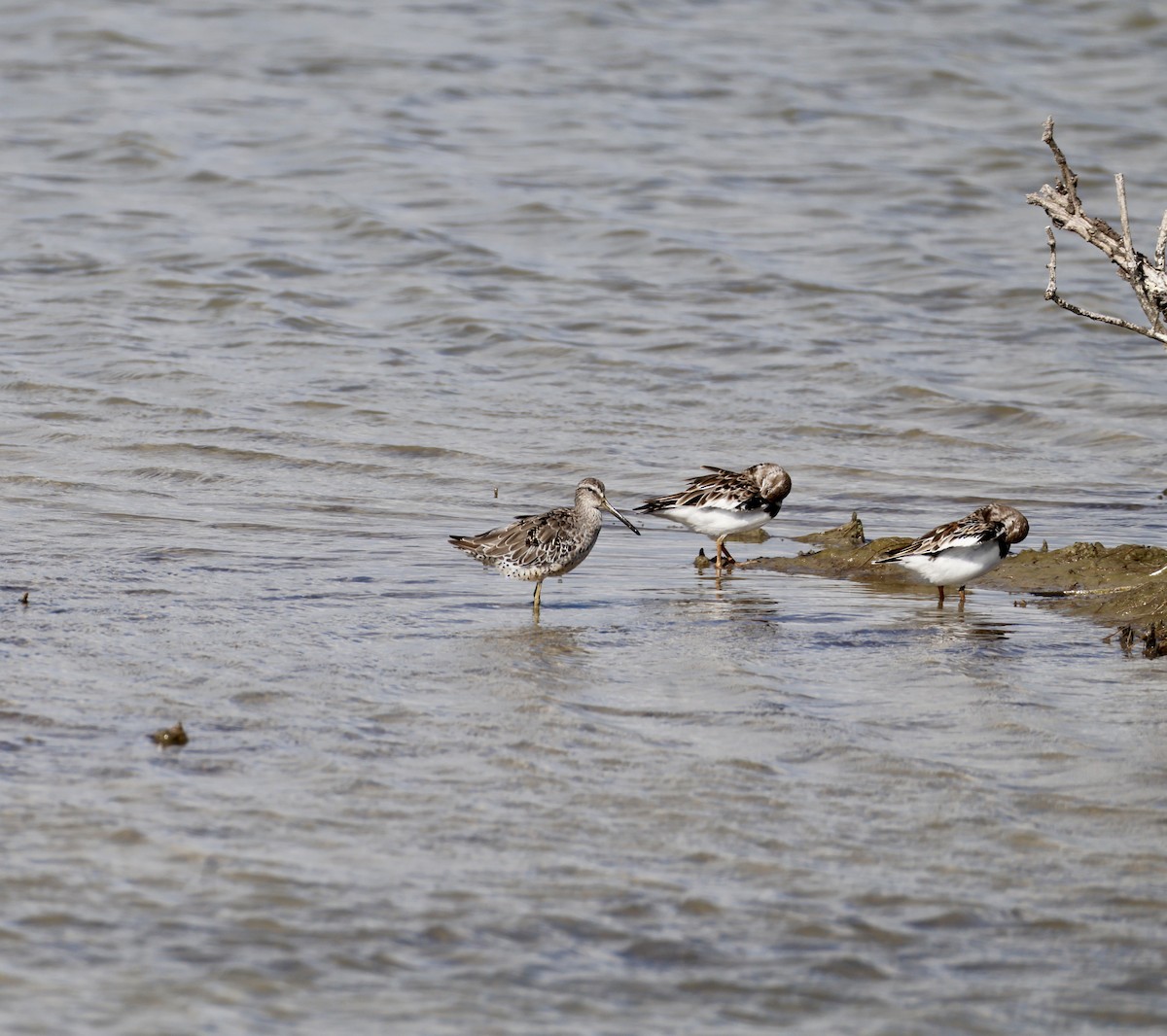 Short-billed Dowitcher - ML641885112