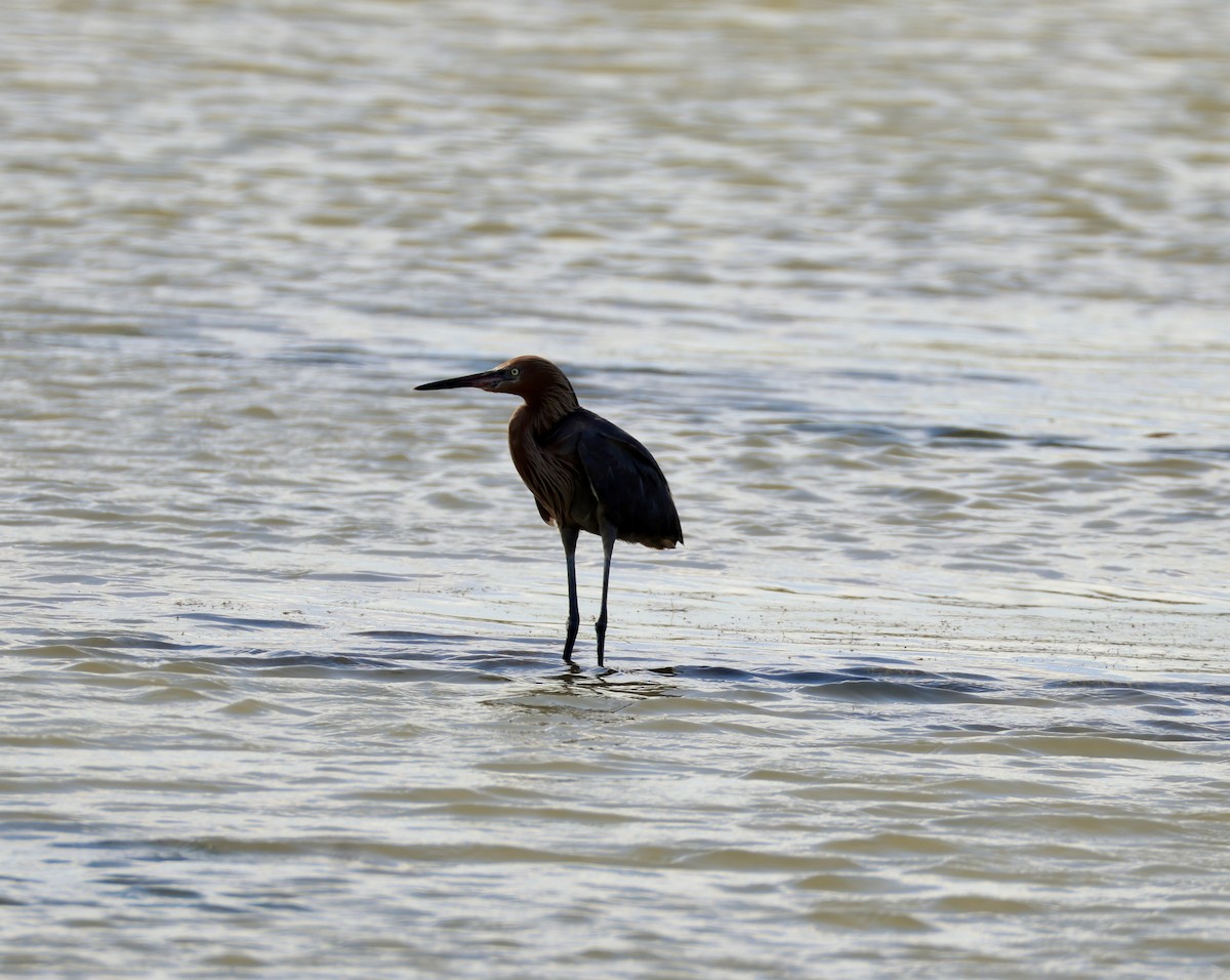 Reddish Egret - ML641885132
