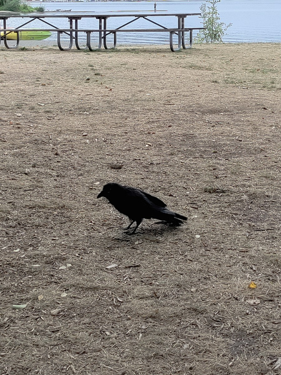 Common Raven - ML641885135