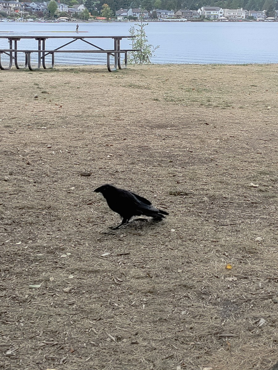 Common Raven - ML641885136