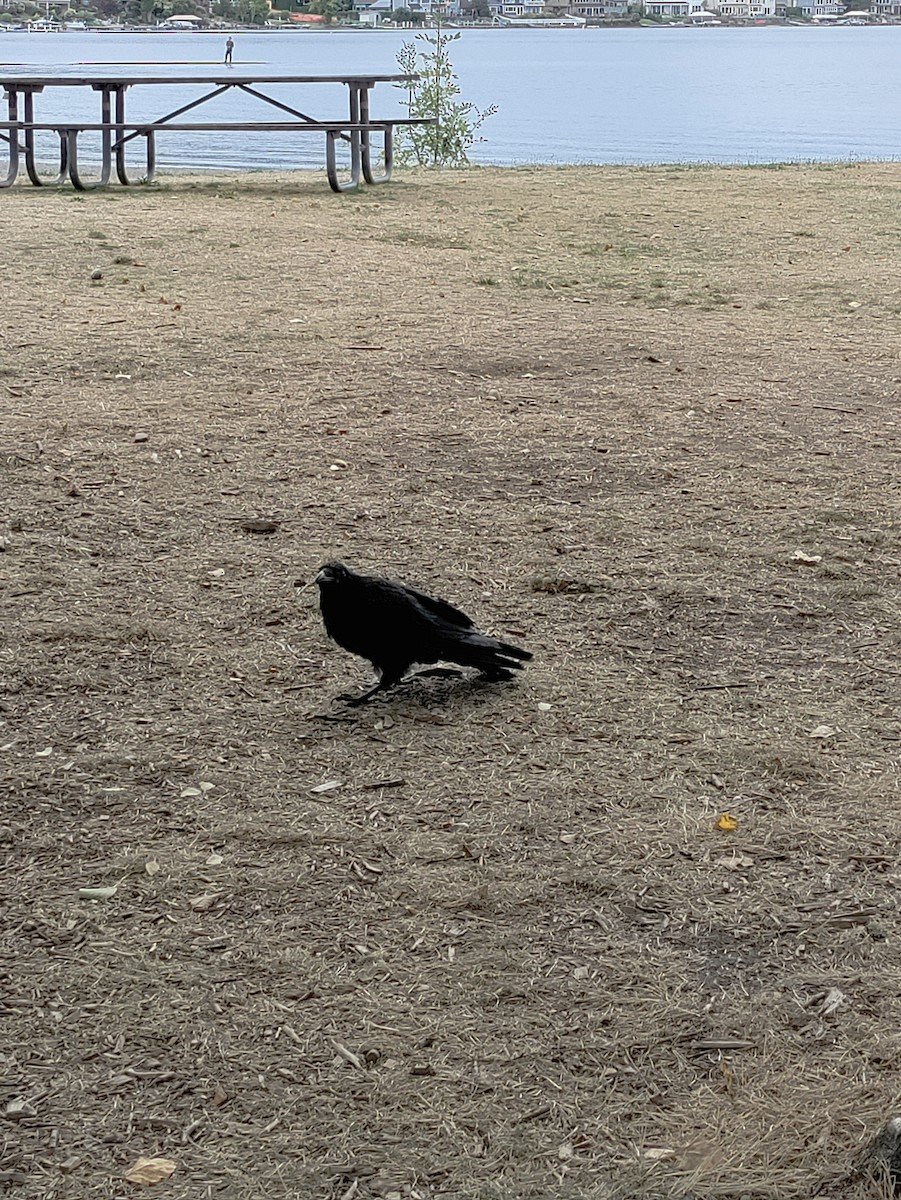 Common Raven - ML641885137