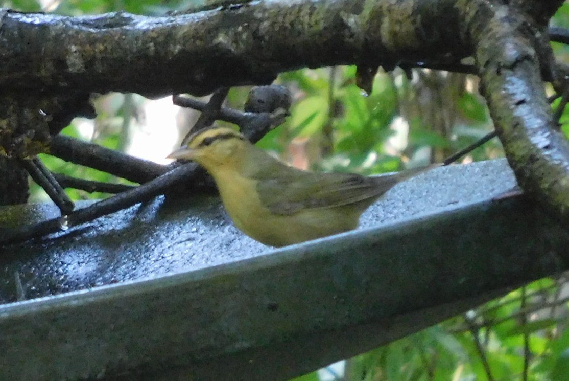 Worm-eating Warbler - ML641885144