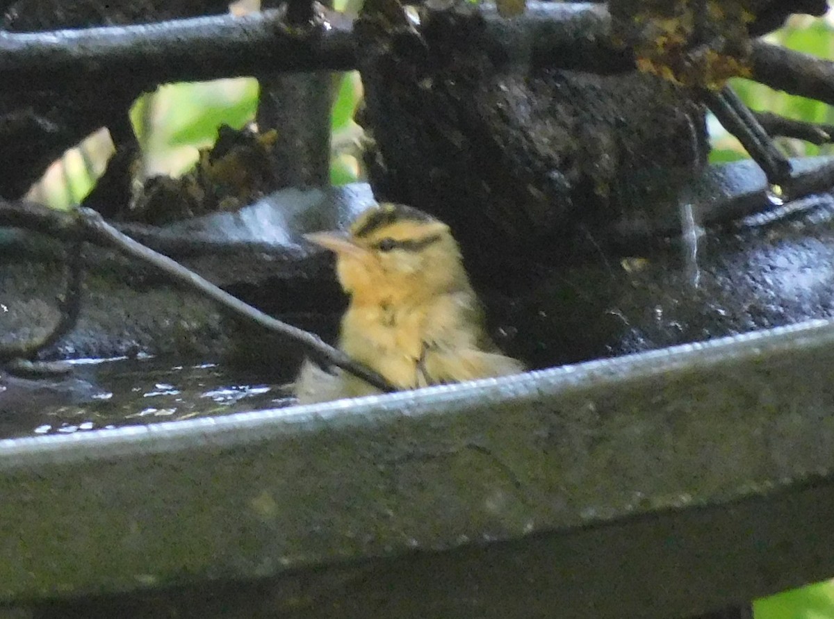 Worm-eating Warbler - ML641885145