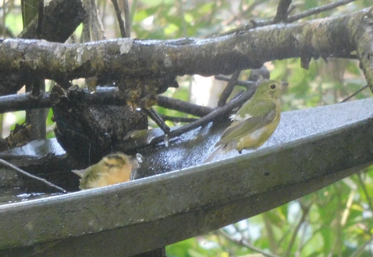 Worm-eating Warbler - ML641885146