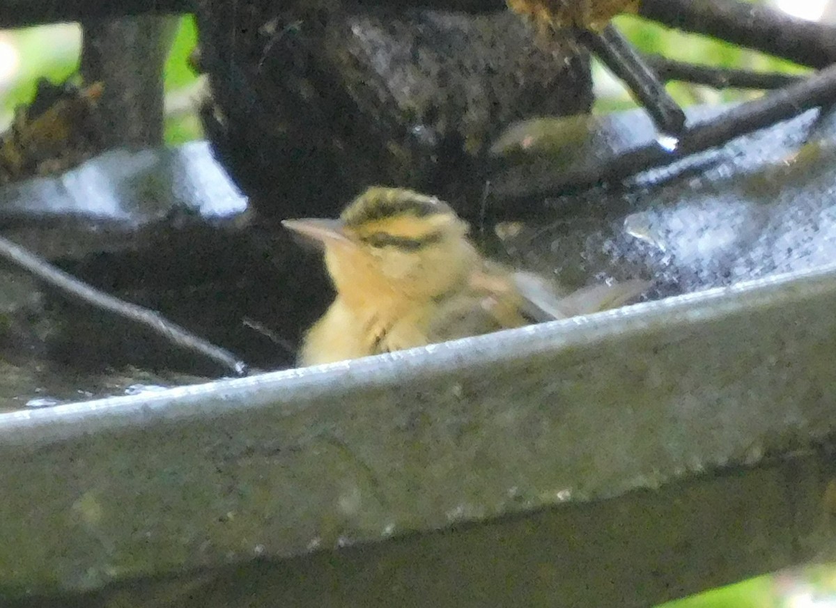 Worm-eating Warbler - ML641885147