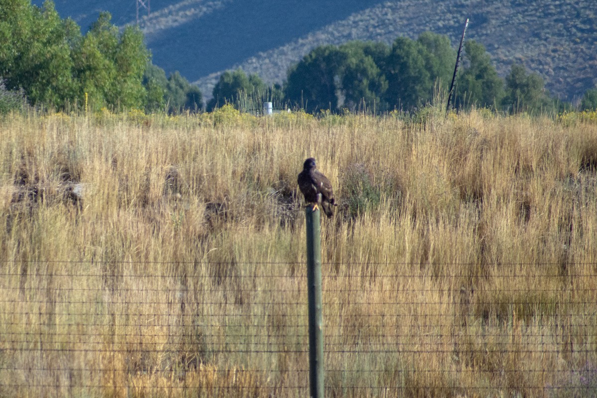 сар/бүргэд - ML641885218