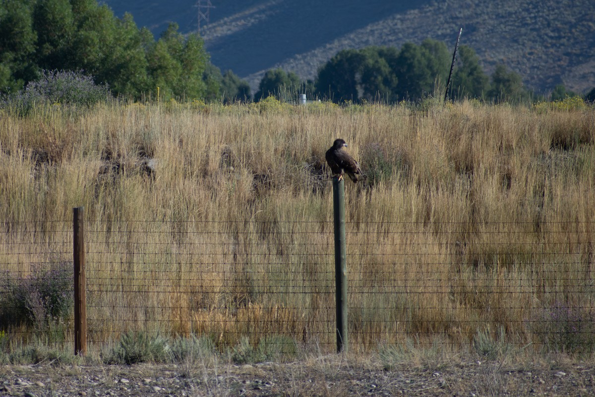 сар/бүргэд - ML641885220