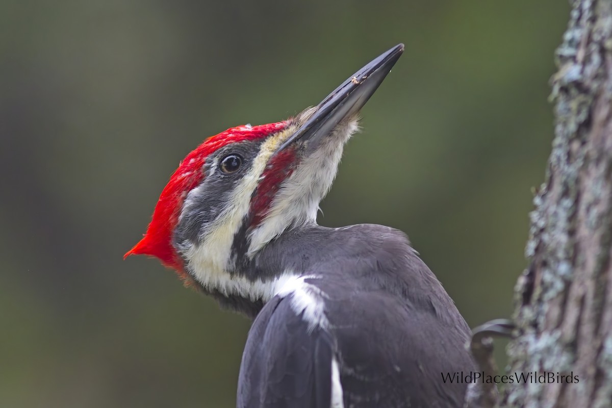 Pileated Woodpecker - ML641885301