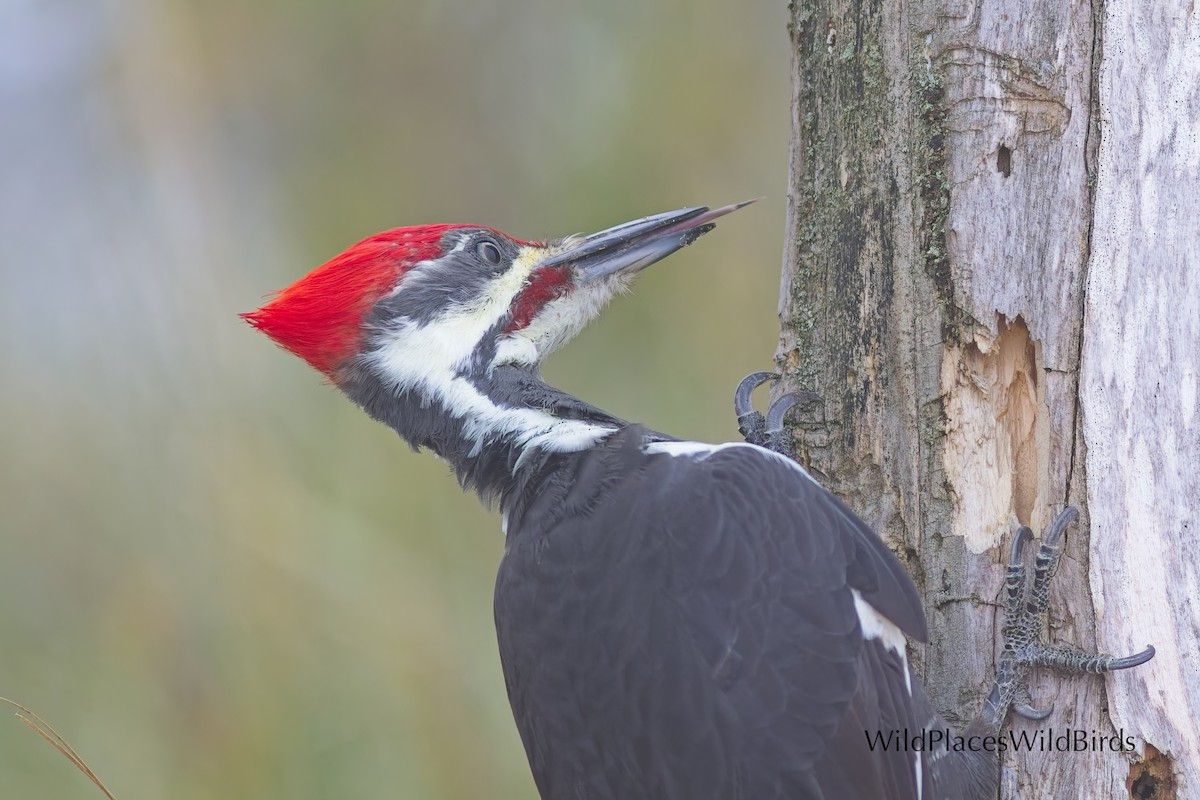 Pileated Woodpecker - ML641885302