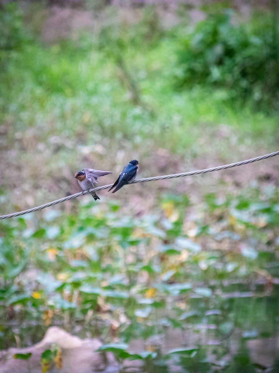 Pacific Swallow - ML641885330