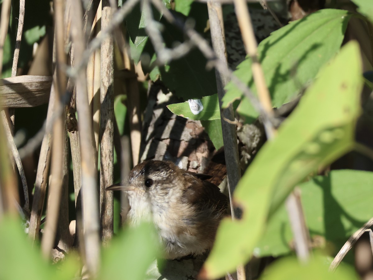 Marsh Wren - ML641885331