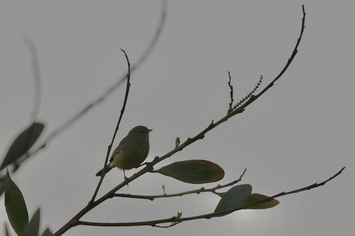 Orange-crowned Warbler - ML641885362