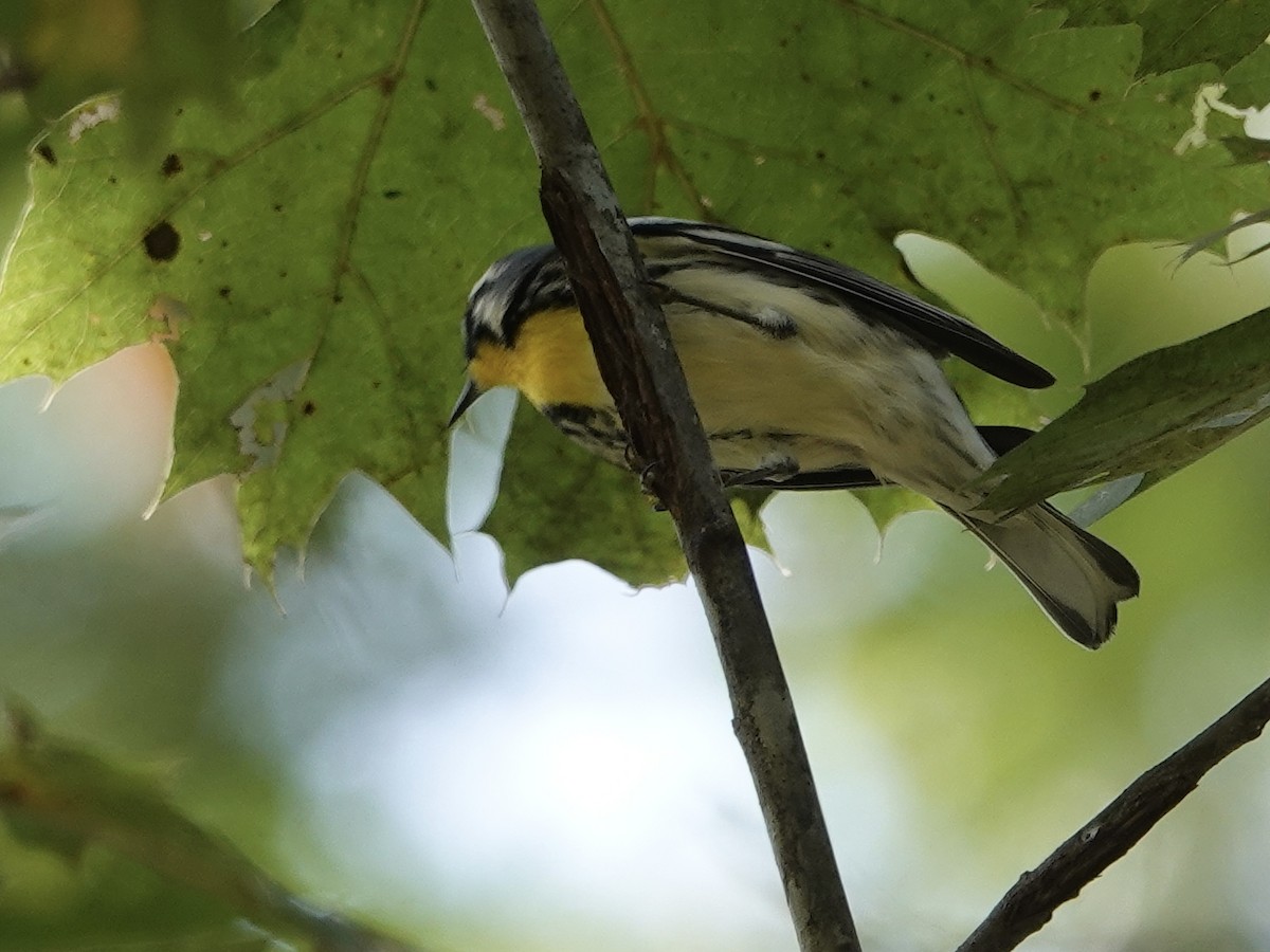 Yellow-throated Warbler - ML641885383