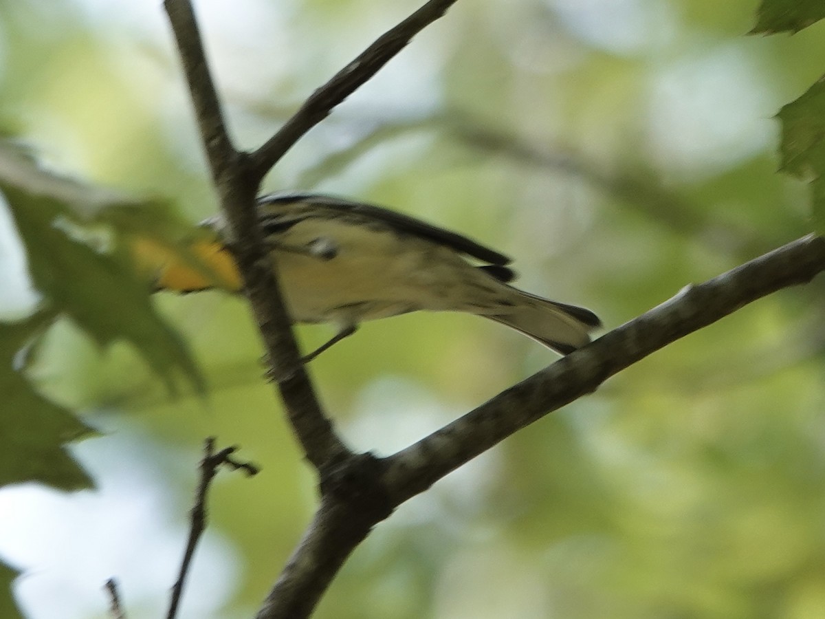 Yellow-throated Warbler - ML641885384