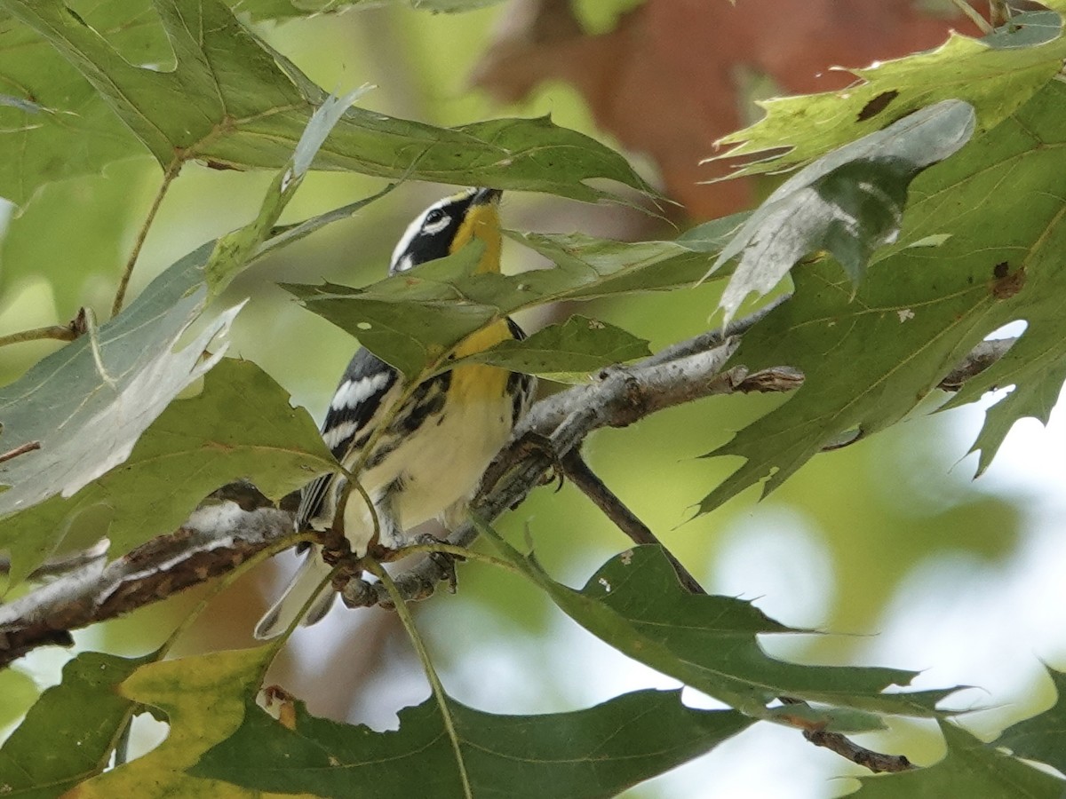 Yellow-throated Warbler - ML641885385