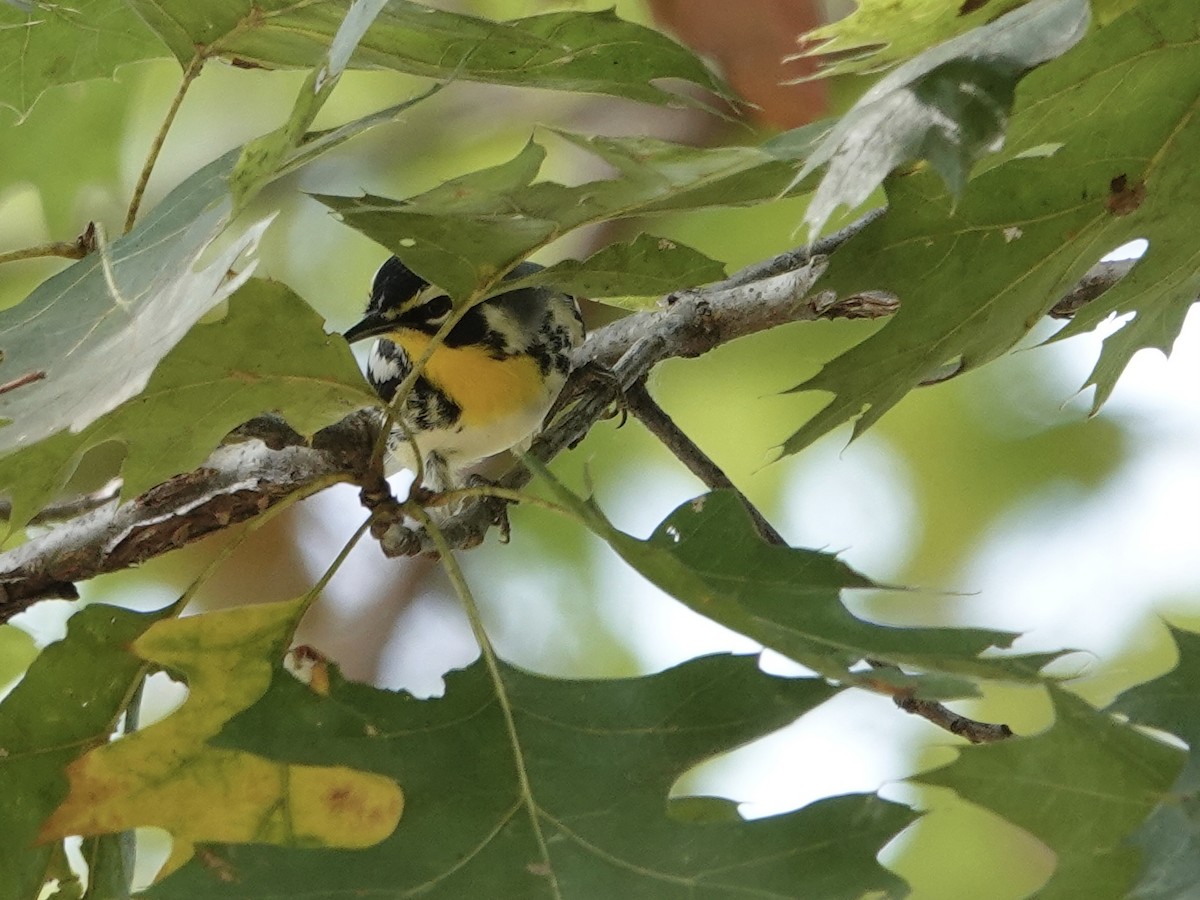 Yellow-throated Warbler - ML641885386