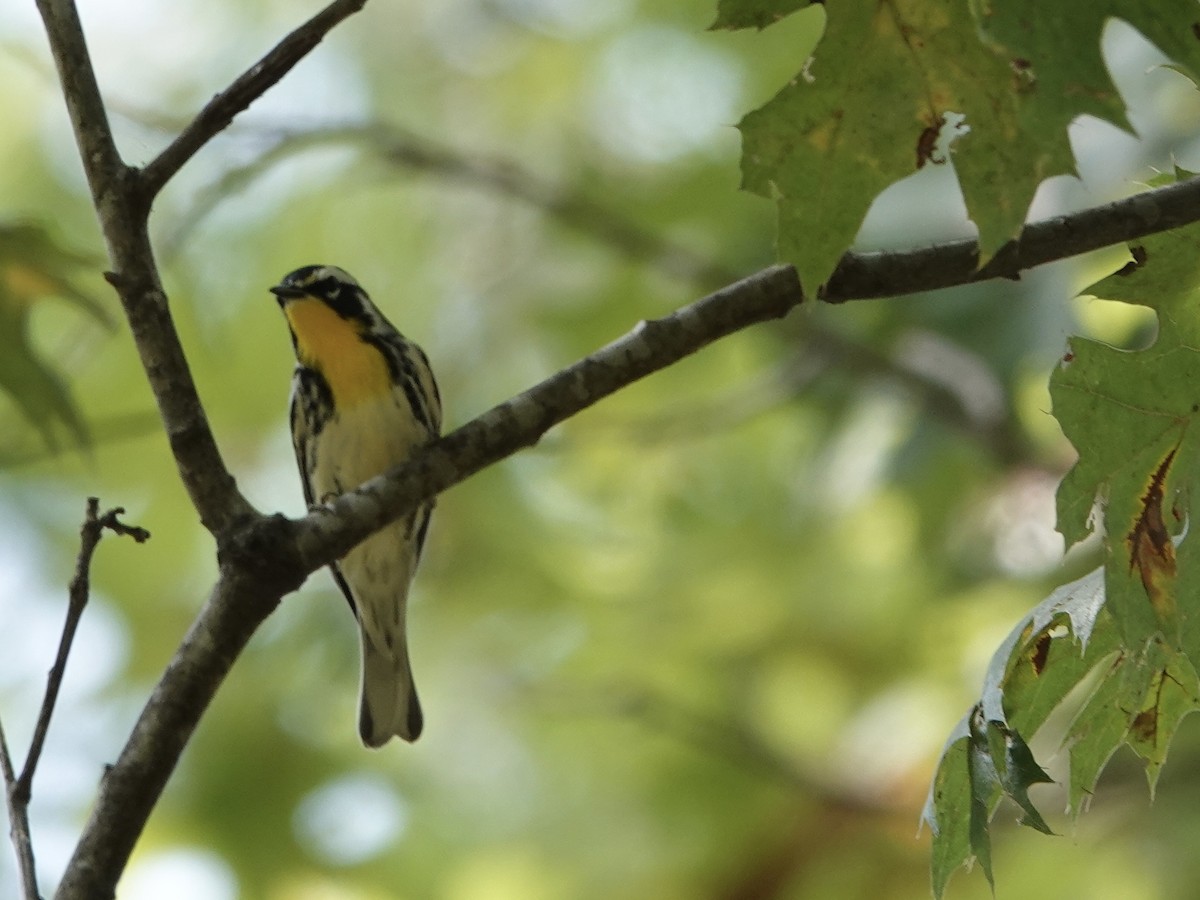 Yellow-throated Warbler - ML641885387