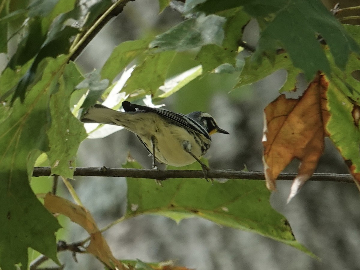Yellow-throated Warbler - ML641885388