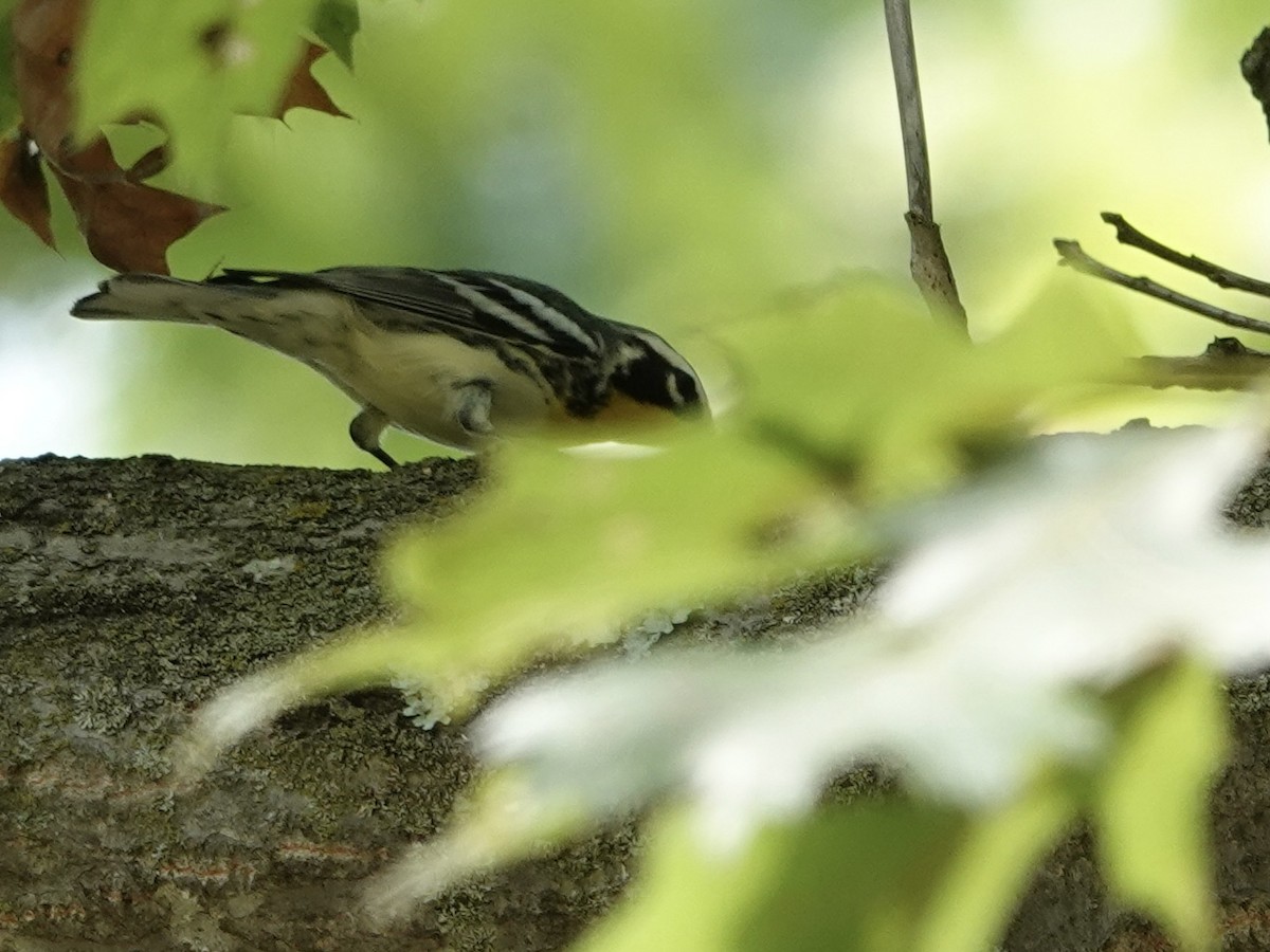 Yellow-throated Warbler - ML641885389