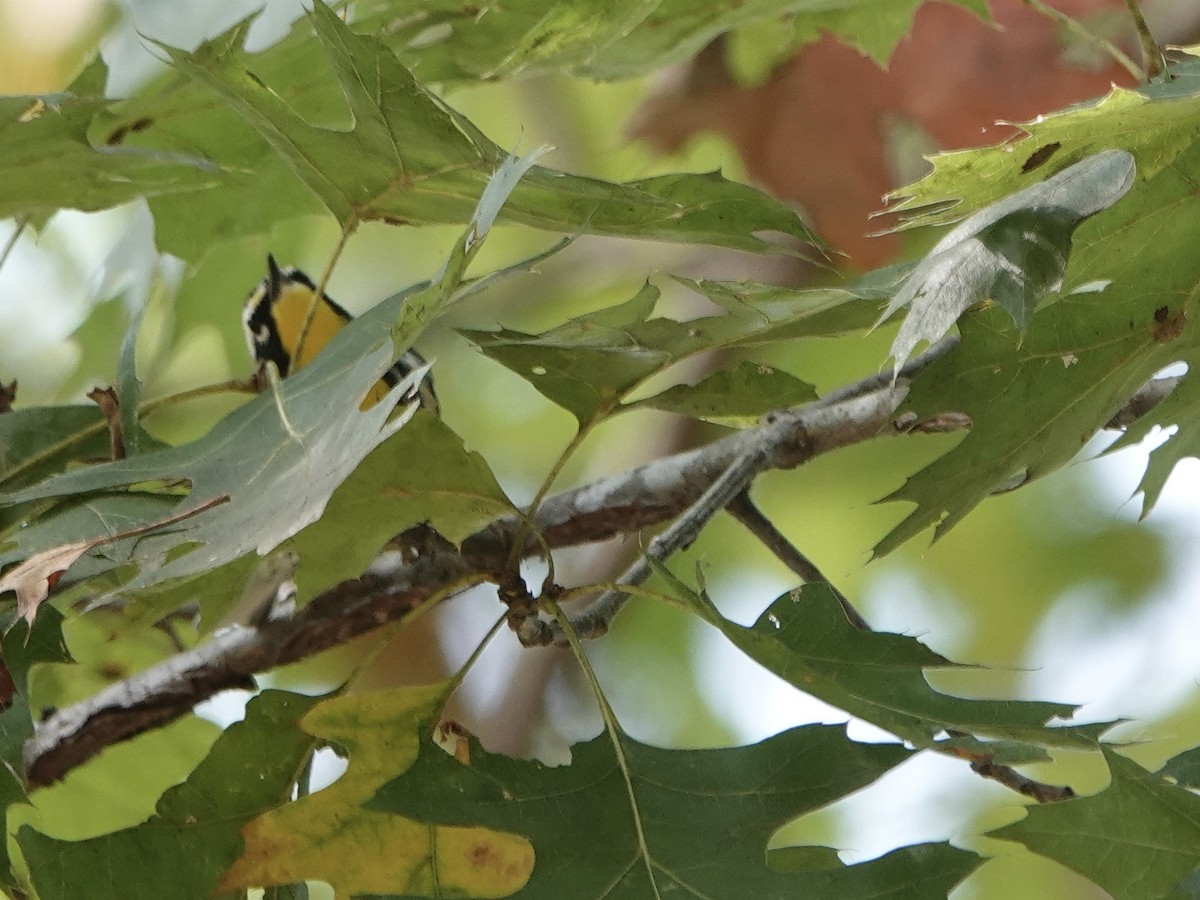 Yellow-throated Warbler - ML641885391