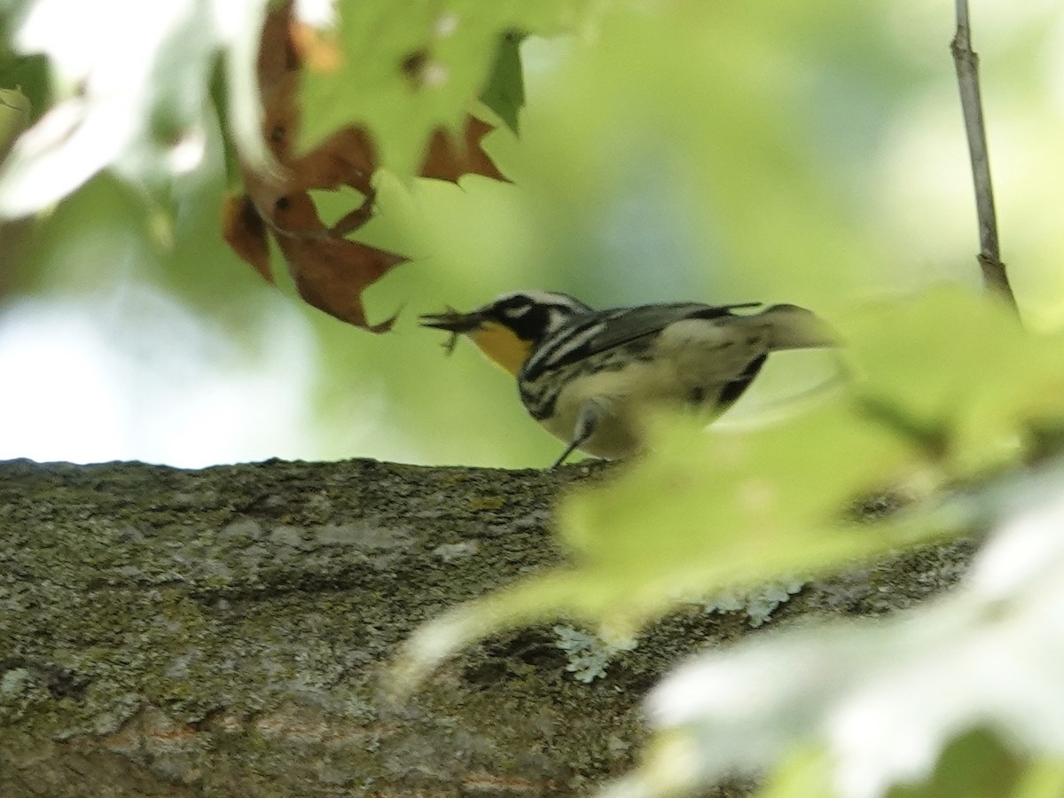 Yellow-throated Warbler - ML641885392