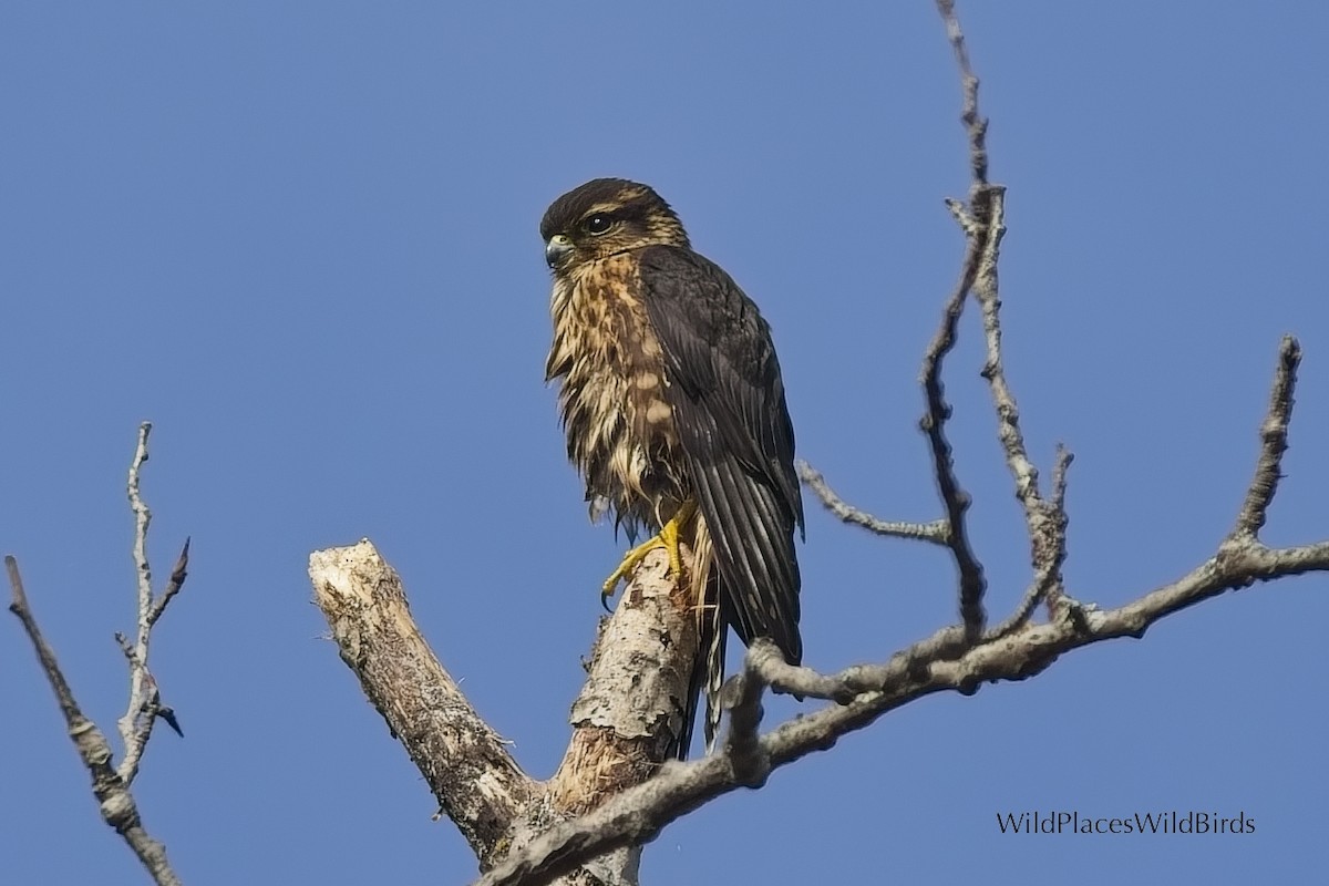 Merlin - ML641885394