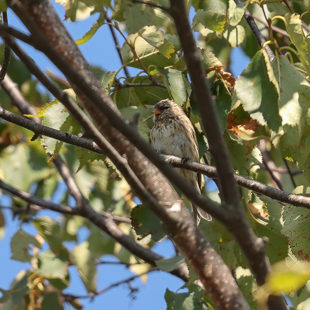 Redpoll - ML641885409