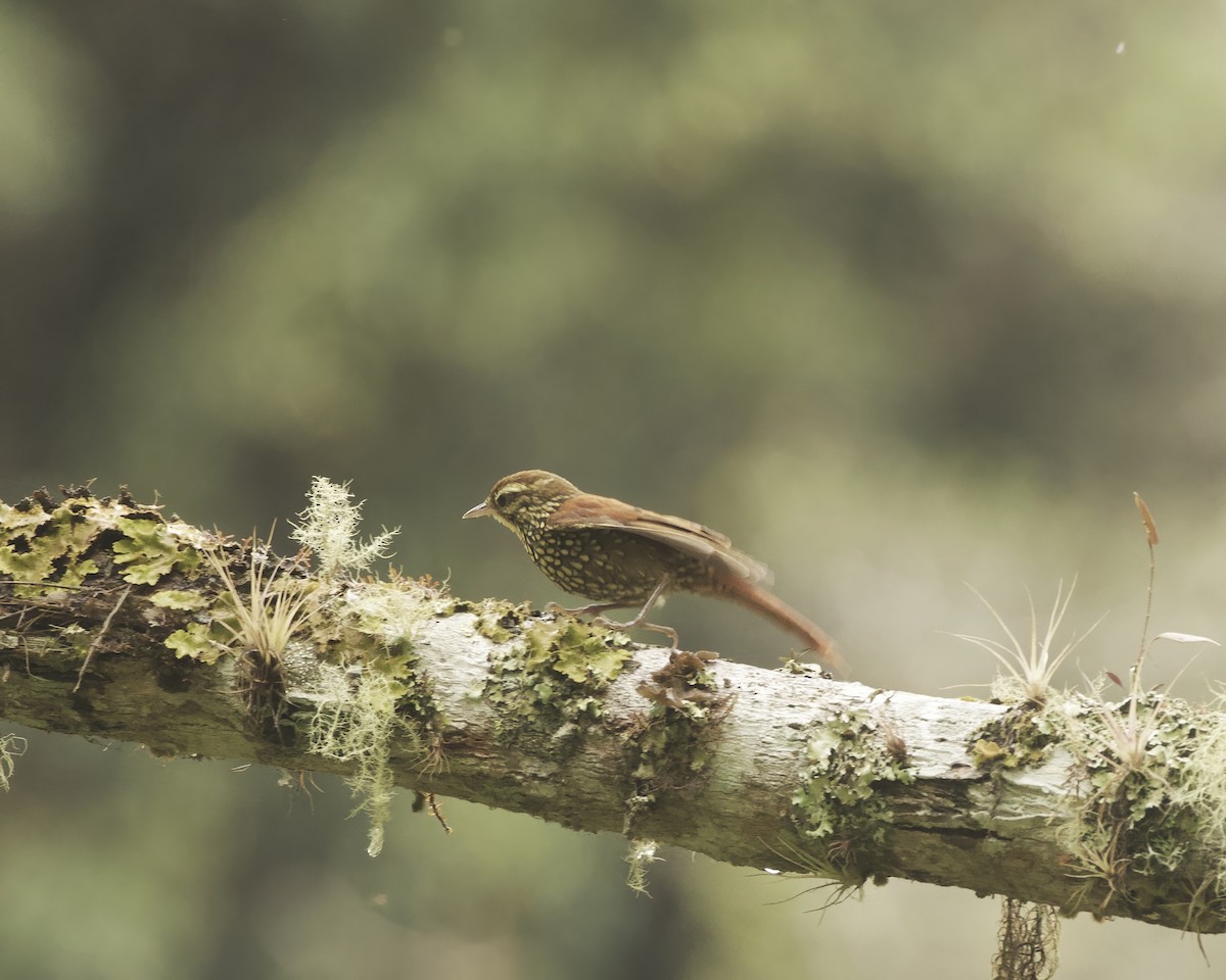 Pearled Treerunner - ML641885413