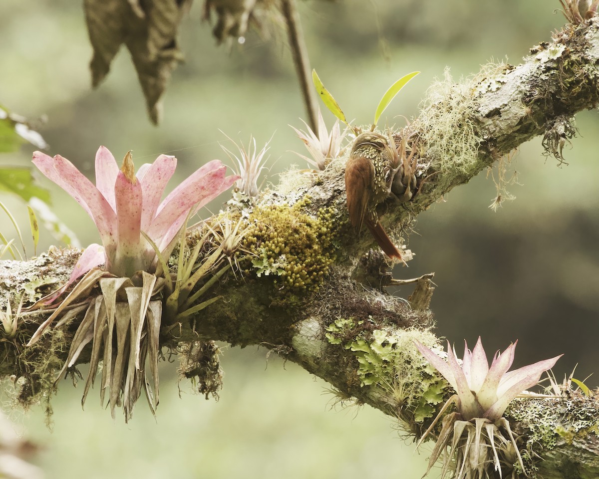 Pearled Treerunner - ML641885414