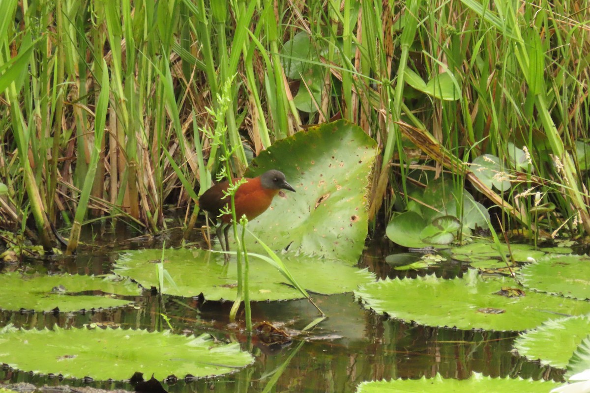 Ruddy Crake - ML641885430